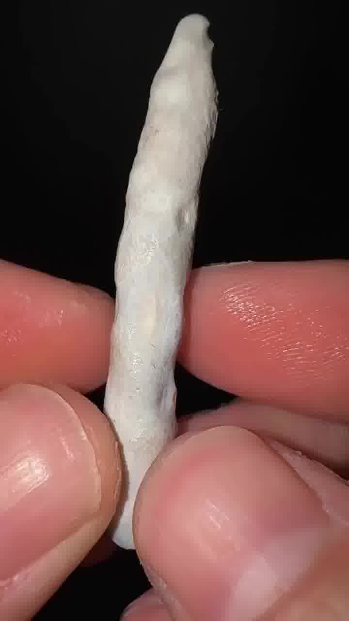 מטורף: כך נראה אלמוג מבפנים