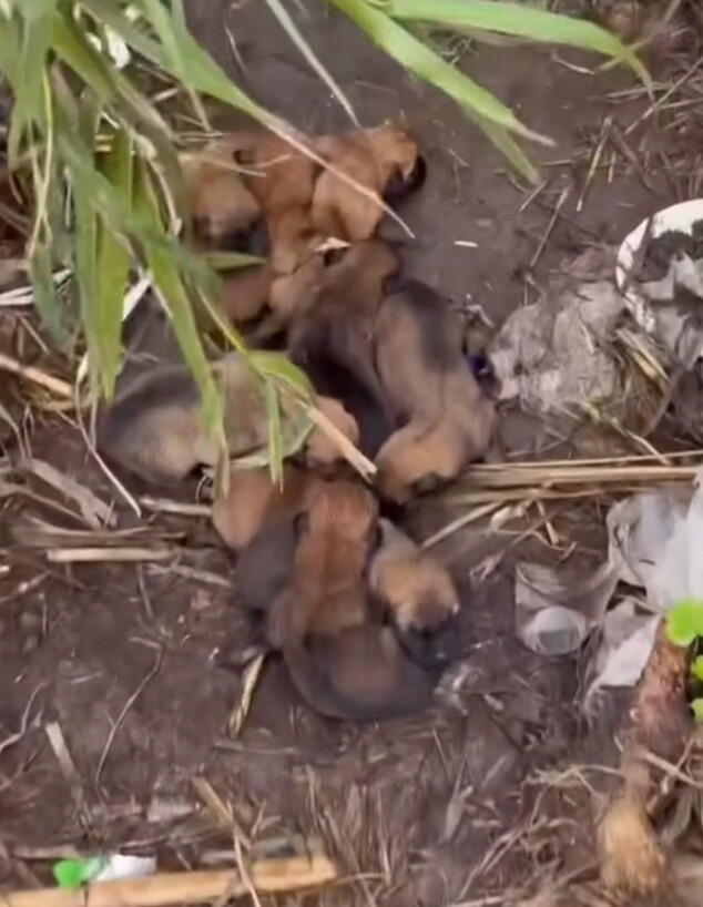 דילן דרור מצא גורים