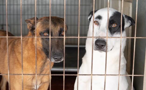 עמותת תנו לחיות לחיות