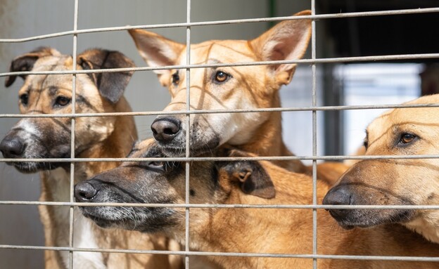 עמותת תנו לחיות לחיות