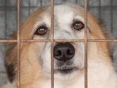 "4,000 כלבים הומתו": המספרים המזעזעים נחשפים