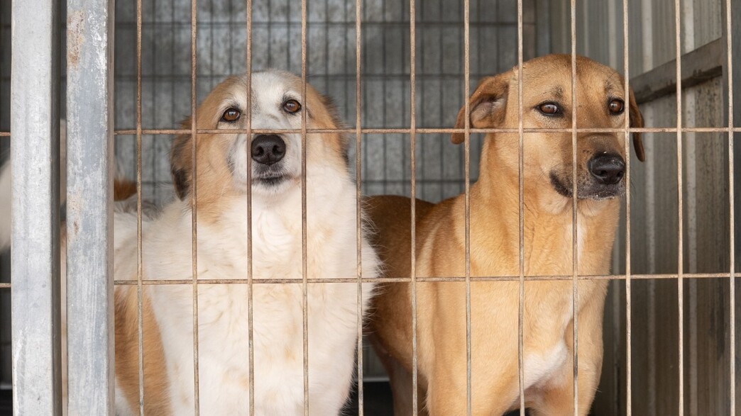 עמותת תנו לחיות לחיות