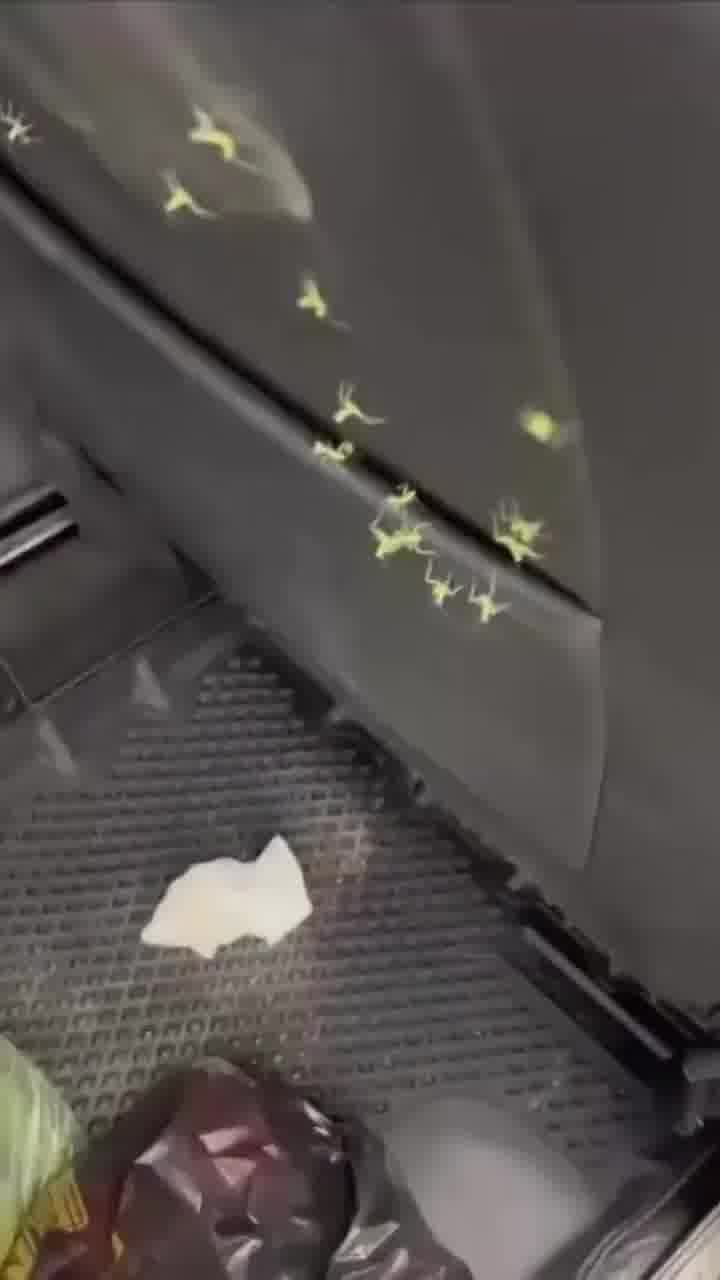 אוי לא: כשהמושב האחורי הופך לקן של גמלי שלמה