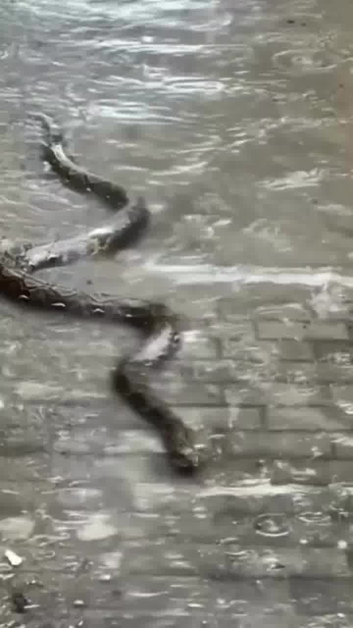 כך זה נראה במדינות אחרות: הצפות באינדונזיה סוחפות את הנחשים מיערות הגשם היישר לבתים של אנשים