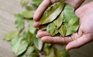 דפנה (צילום:  AlesiaKan, shutterstock)