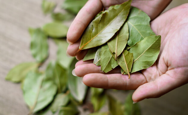 דפנה (צילום:  AlesiaKan, shutterstock)