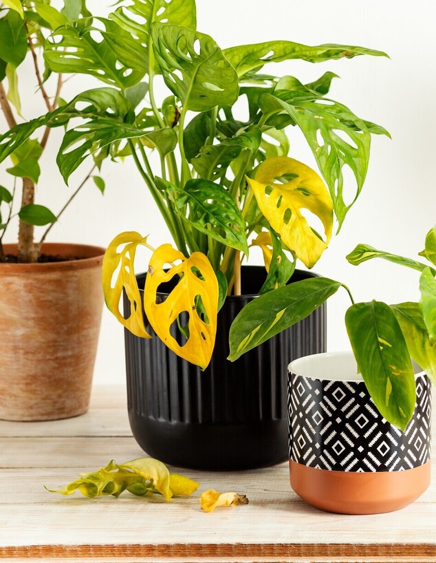 עציצים נבולים, עציץ נבול