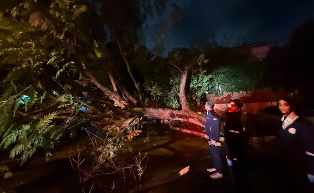 עץ קרס ברמת גן