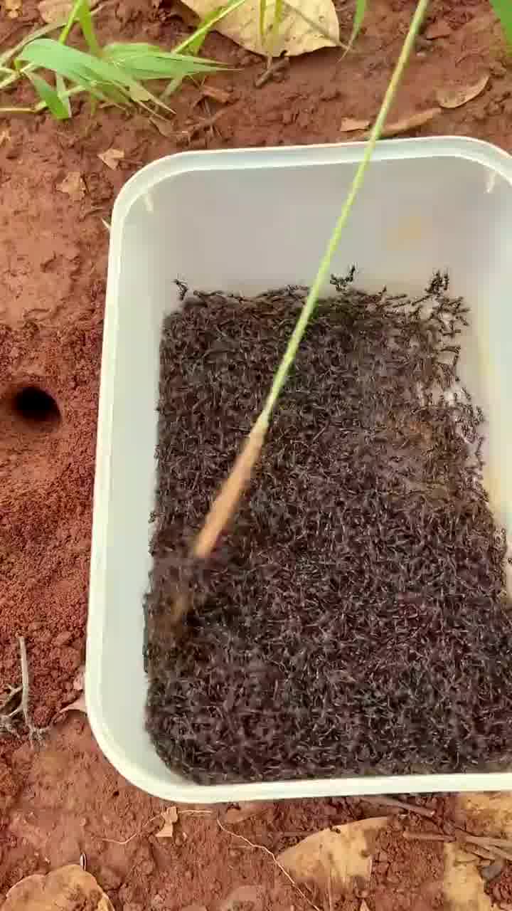 בואו נדחוף נמלים לחור באדמה. מה כבר יכול לצאת משם?