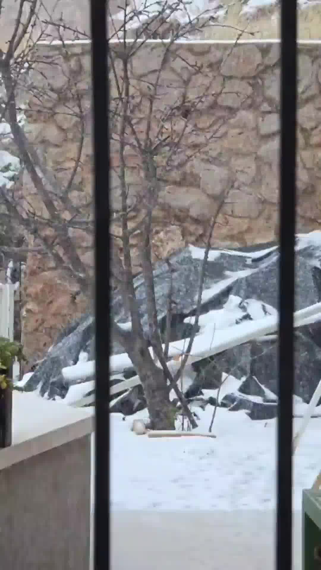 לא רק בחרמון: שלג יורד בפסגה הכי גבוהה במג'דל שמס