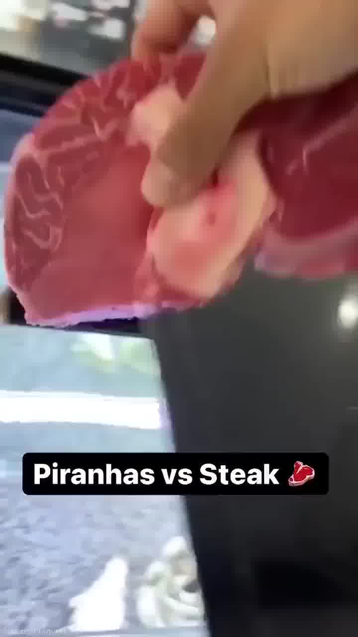 פיראנות נגד סטייק - מי לוקח?