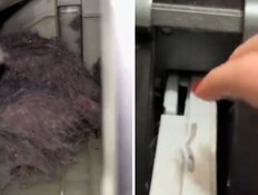 "זה גאוני": טריק פשוט לניקוי מייבש הכביסה משגע את הרשת