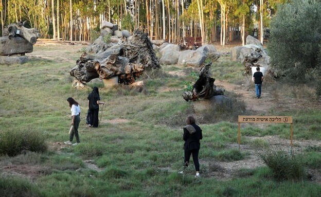 רפואת יער (צילום: שירה בן חיים)