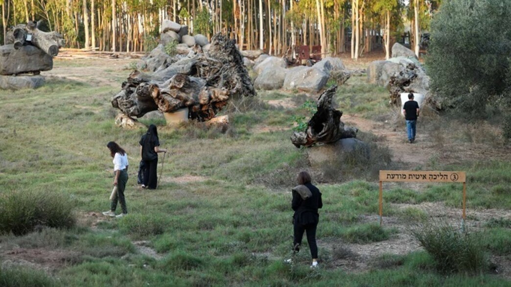 רפואת יער רפואת יער