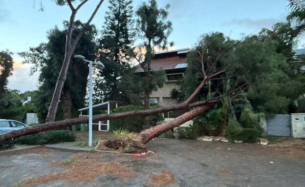 עץ נפל על בית בפתח תקווה
