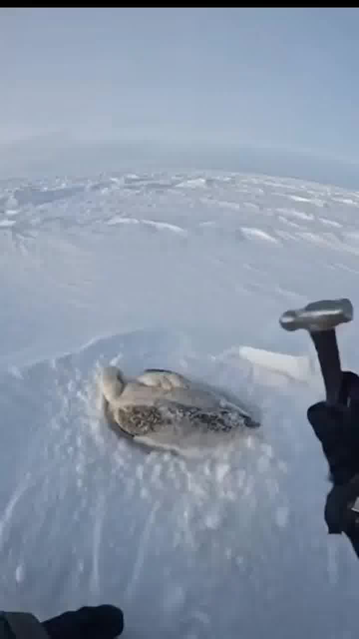 כשהחיים נותנים לך אווזים קפואים, תוציא פטיש