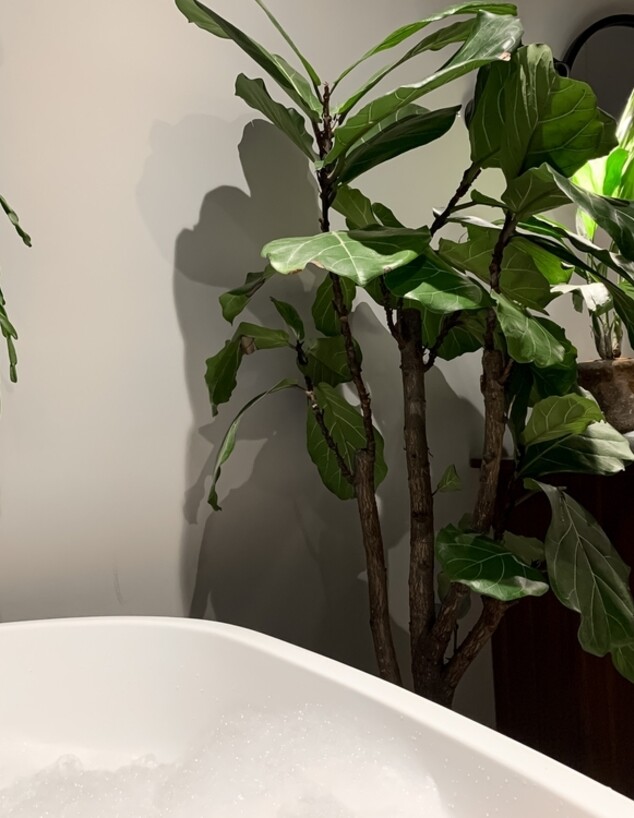 עציצים באמבטיה