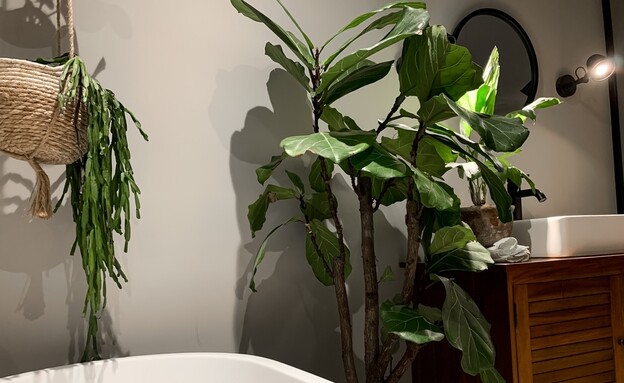 עציצים באמבטיה (צילום: shutterstock_Alla_Tsyganova)