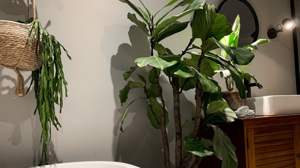 עציצים באמבטיה