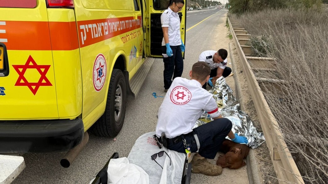 גבר ושני כלבים נפצעו לאחר שהותקפו על ידי חזיר בר