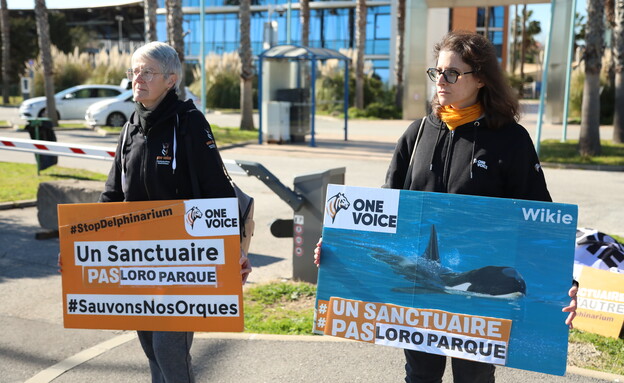 הלווייתנים בפארק שנסגר בצרפת