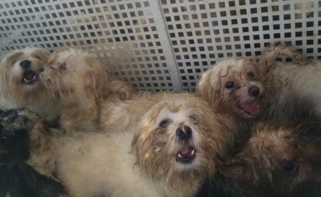 תנו לחיות לחיות