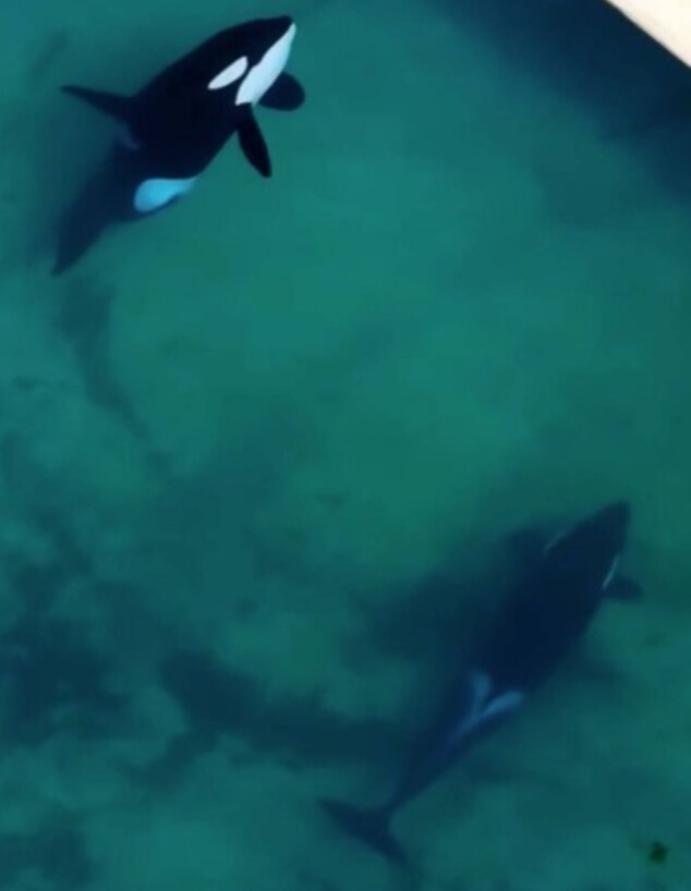 הלווייתנים בפארק שנסגר בצרפת