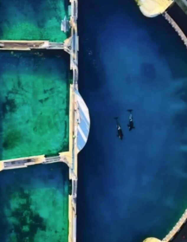 הלווייתנים בפארק שנסגר בצרפת