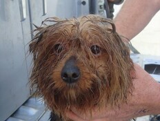 תנו לחיות לחיות (צילום: תנו לחיות לחיות) תנו לחיות לחיות (צילום: תנו לחיות לחיות)