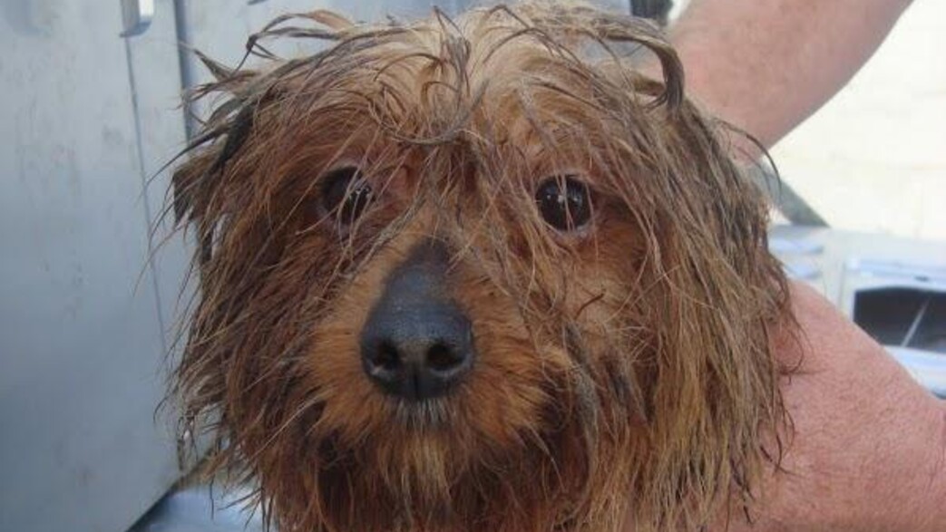 תנו לחיות לחיות