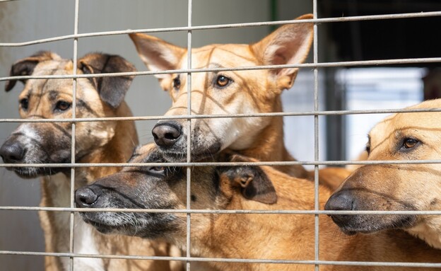 עמותת תנו לחיות לחיות