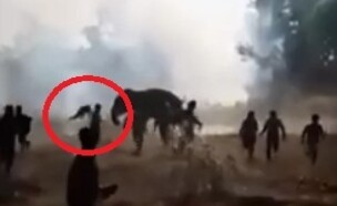 הודו: פיל שיצא משליטה הרג 22 אנשים בעשרה ימים (צילום: מתוך הרשתות החברתיות לפי סעיף 27א' לחוק זכויות יוצרים)