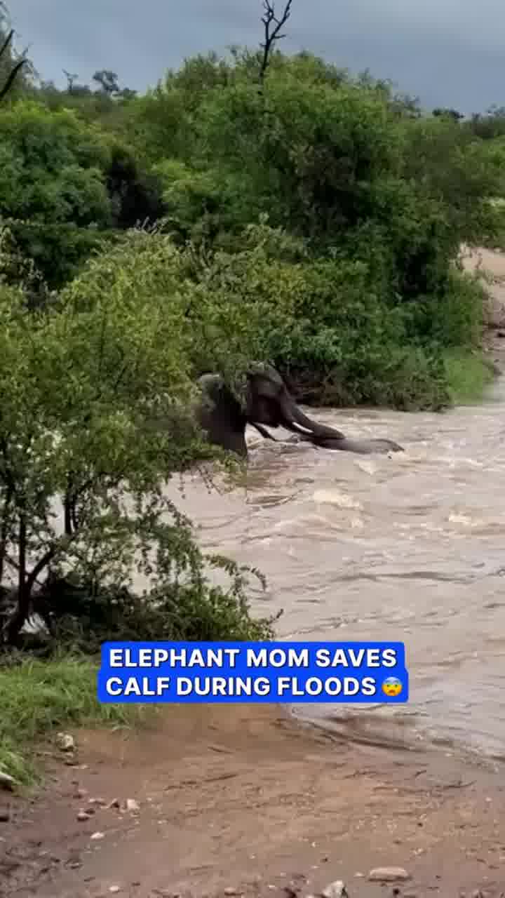 אמא אווזה תאכלי אבק