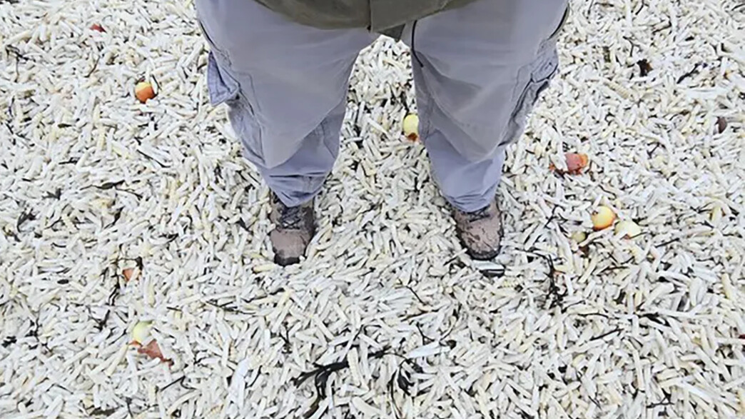 חוף הים בסקסס בריטניה כוסה בצ'יפס