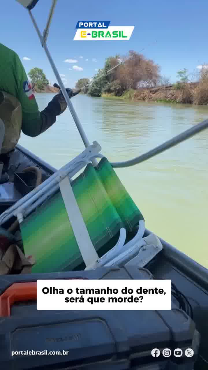 הידעתם? לפיראנה עוצמת נשיכה של 320 ניוטון - שזה חזק פי 2 משל בן אדם. אז תיזהרו עם האצבעות