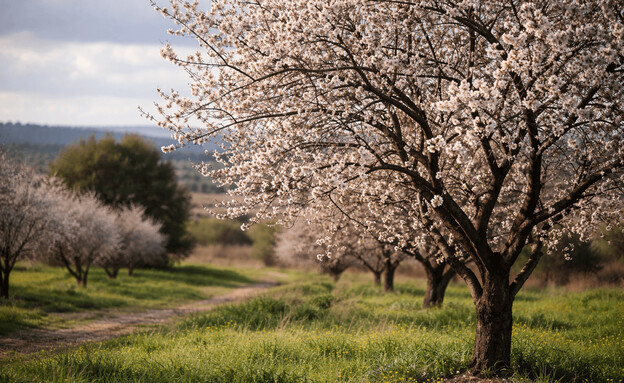 עץ שקדיה, ט"ו בשבט עץ שקדיה, ט"ו בשבט