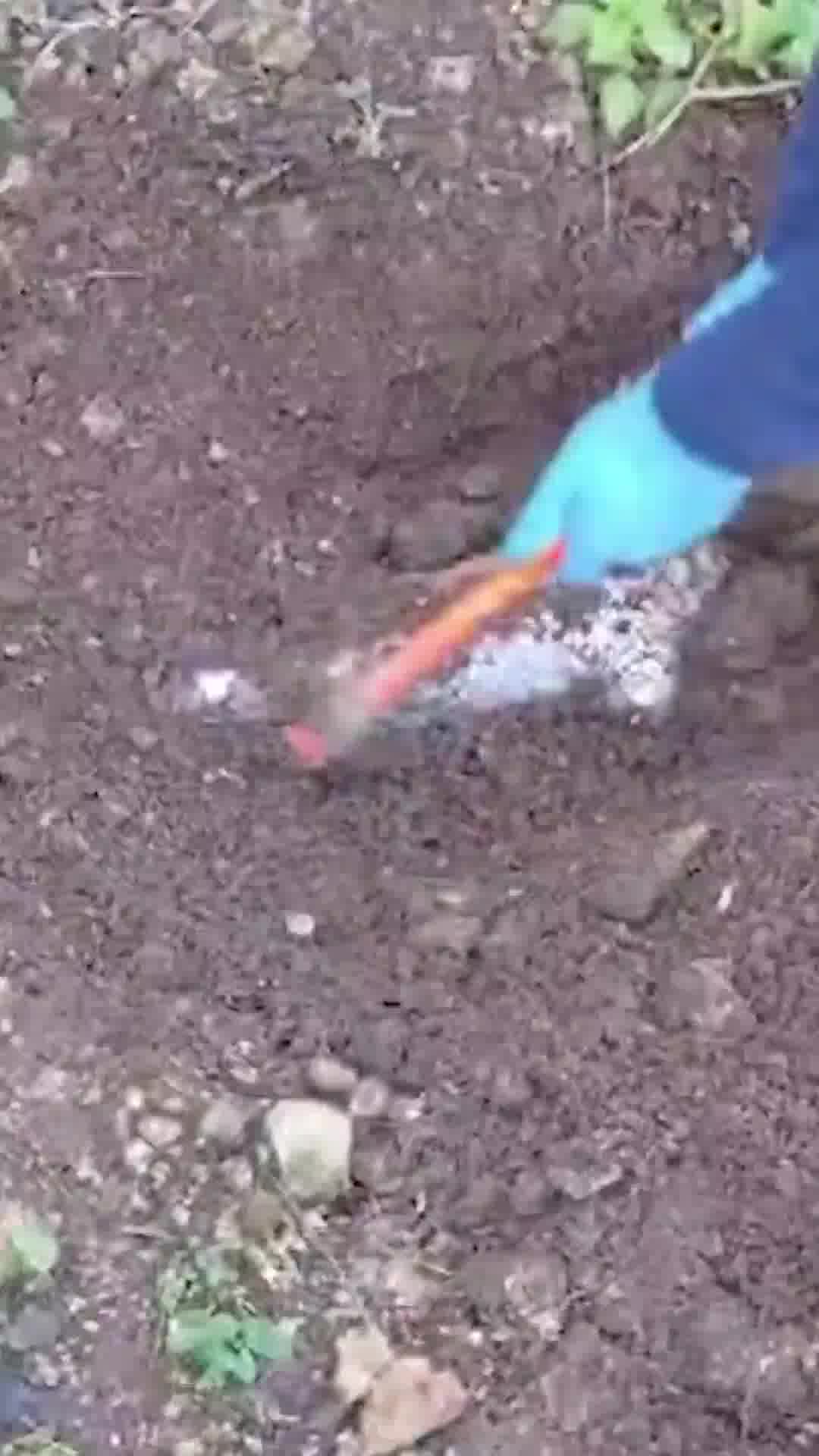 המשטרה תפסה בבית באום אל-פחם נשקים, מחסניות ותחמושת