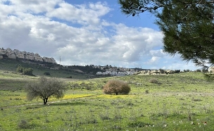 יקנעם נחל השופט  (צילום: מירב טלמור-קשי)