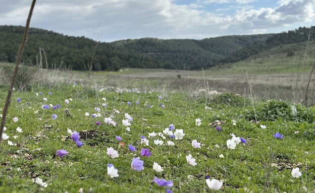עמק השלום כלניות עמק השלום כלניות