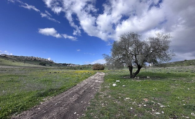 עמק השלום עץ עמק השלום עץ