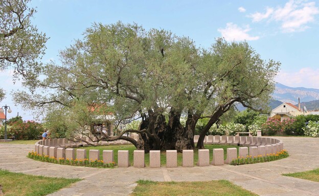 עץ זית בר מונטנגרו עץ זית בר מונטנגרו