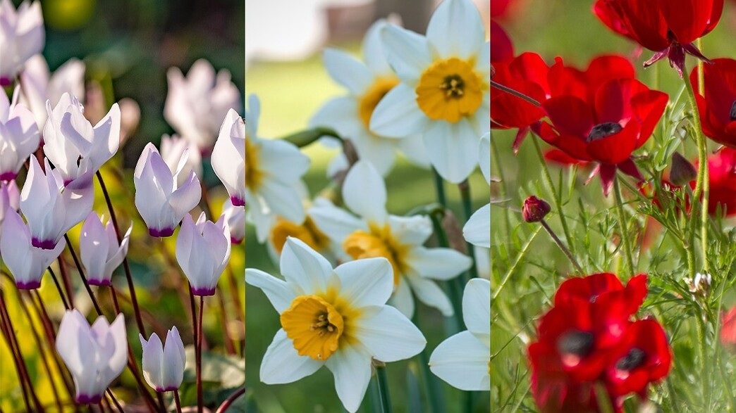 כלניות, נרקיסים ורקפות