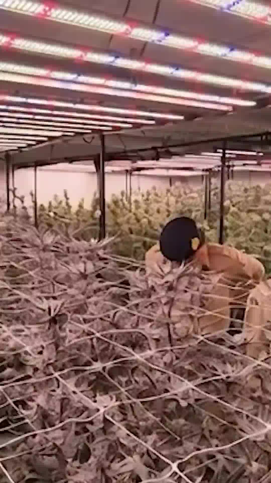 ישראלי נעצר בקראבי שתאילנד - ומואשם בגידול חוות קנאביס