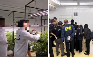 הפשיט על חוות הקנאביס (צילום: באדיבות המצלם)