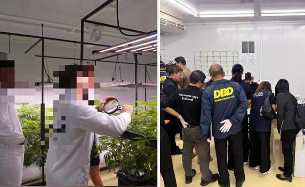 הפשיט על חוות הקנאביס (צילום: באדיבות המצלם)