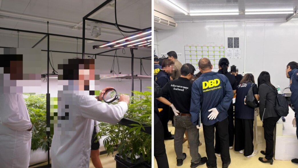 הפשיט על חוות הקנאביס