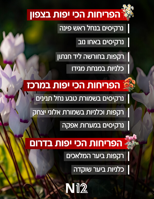 הפריחות הכי יפות בישראל