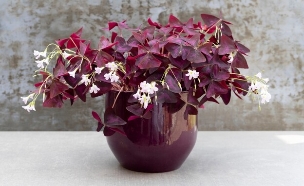 חמציץ סגול (צילום: shutterstock_reenThumbShots)