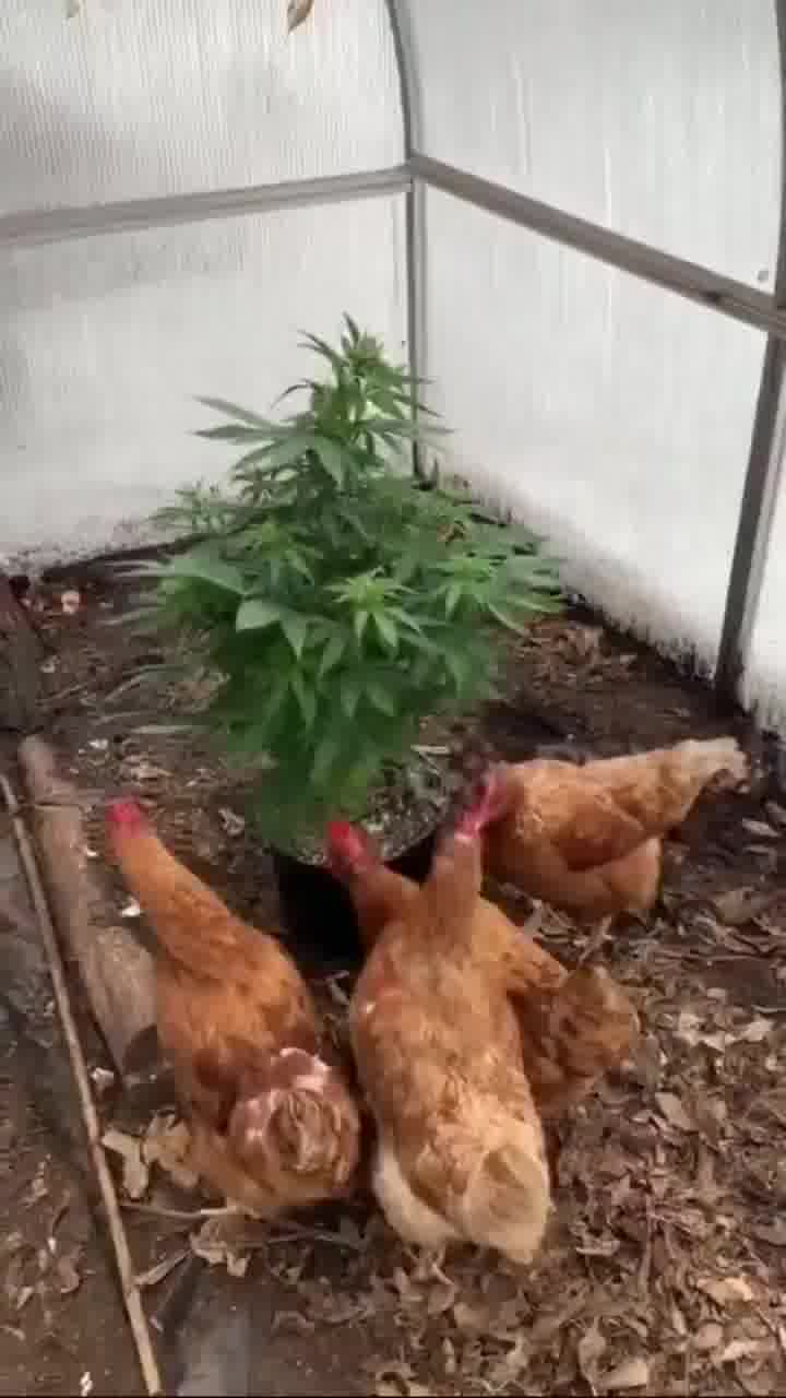 זה תרנגול הודו... אם אתם מבינים למה שאנחנו מתכוונים