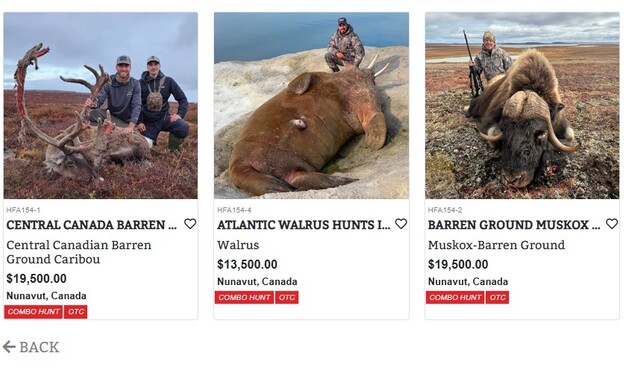 ציד של חיות בר